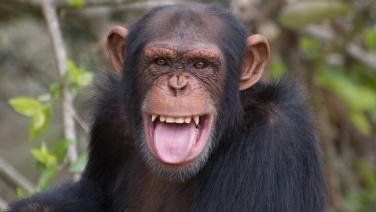 Chimps are embracing a new fashion trend involving grass and